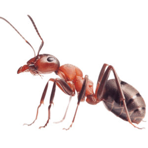 Формикарий для муравьев своими руками!