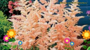 Астильба японская Пич Блоссом. Краткий обзор, описание характеристик astilbe japonica Peach Blossom