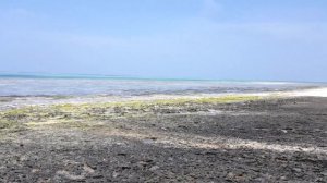 ПЛЯЖИ ЗАНЗИБАРА| Пляж MICHAMVI (МИЧАМВИ). Обзор региона, пляжа, отелей, отливы и приливы