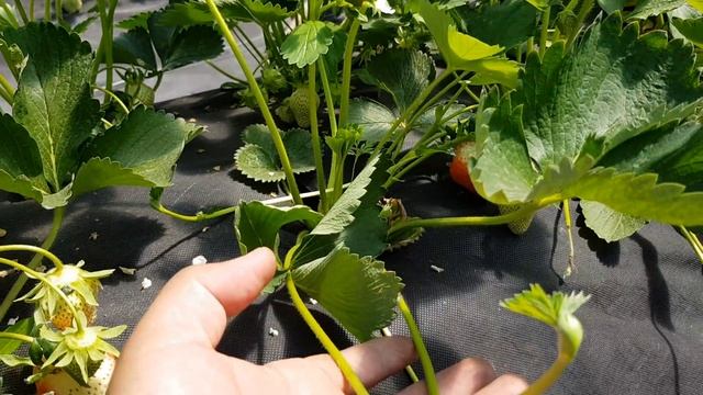 Клубника Азия на грунте и Клери в теплице. смотреть онлайн