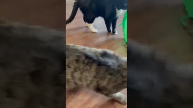 Michiko.ru | Кошка Тиффани ищет дом. Отдаем бесплатно. Коты в дар в добрые руки. смотреть онлайн