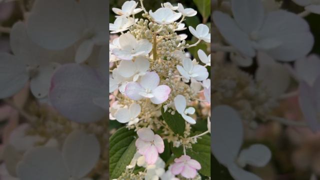 The little quick fire hydrangea is now changing it’s blooms color. #hydrangeas #flowers