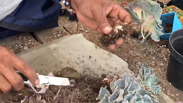 Echeveria shaviana , Características y cuidados смотреть онлайн