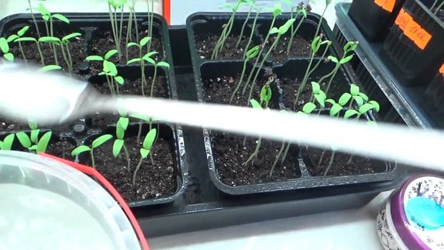 Корневин в подкормку!!! смотреть онлайн