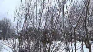 06.03.2023. Как сделать забор из веток своими руками? Kак спрятать неприглядные участки сада?