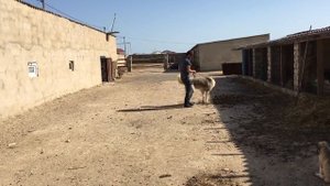 Азербайджанский волкодав