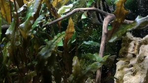 ОГНЕННЫЙ БАРБУС.СОДЕРЖАНИЕ И РАЗВЕДЕНИЕ.