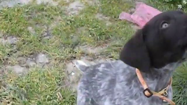 Симпатичная собачка смотреть онлайн