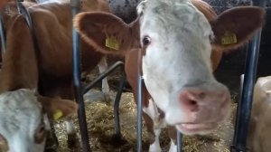 Ферма в Австрии. Коровы и телята на ферме .Большие коровы которые дают молоко