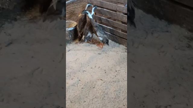 Дарьин двор. Ульяновск. Питомник элитных пород птиц смотреть онлайн