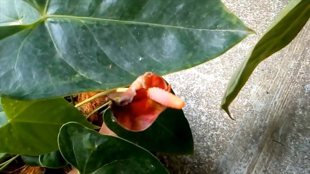 Anthurium andraeanum {Anthurium with double spathe} смотреть онлайн