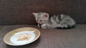 Реакция спящего котёнка на вкусный запах еды