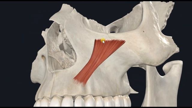Мышца, поднимающая верхнюю губу (m. levator labii superioris) 3D Анатомия