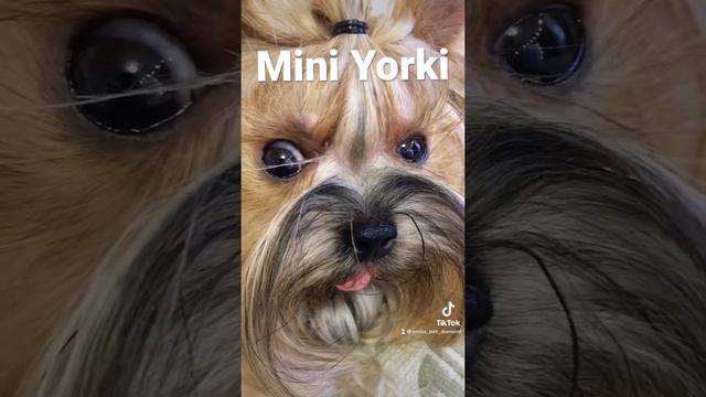 Mini Yorki #собака #собаки #йорк #йоркширскийтерьер #йоркомания #йорки #york #йорки #песик