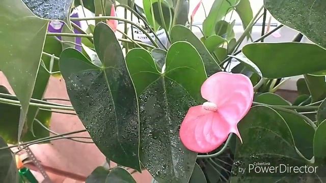 Цветение Антуриумов?основы ухода??? смотреть онлайн