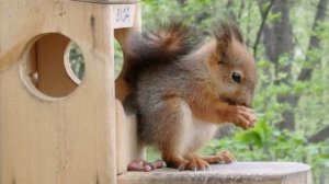 Про совсем маленького бельчонка