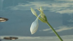 What do your flowers do at home while you are away Чем занимаются дома Ваши цветы пока Вас нет дома