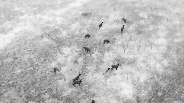 Flight over field looking at deer (thermal)1 смотреть онлайн