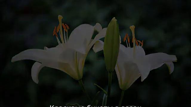 Красивые цветы смотреть онлайн