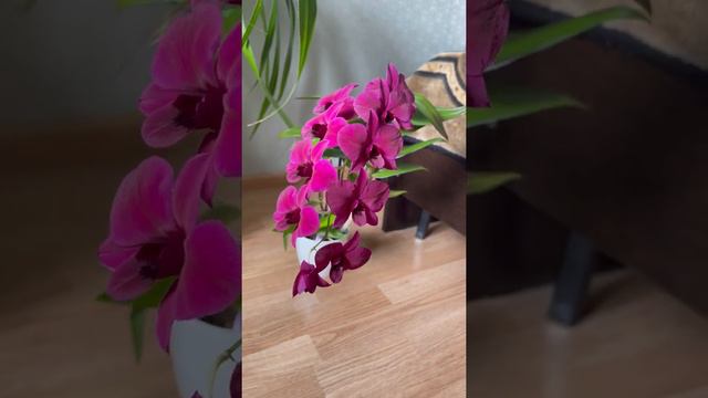 До/После💜.  Как вам эта красотка?#orchid #орхидеи #фаленопсис #уходзаорхидеями #plants #flowers