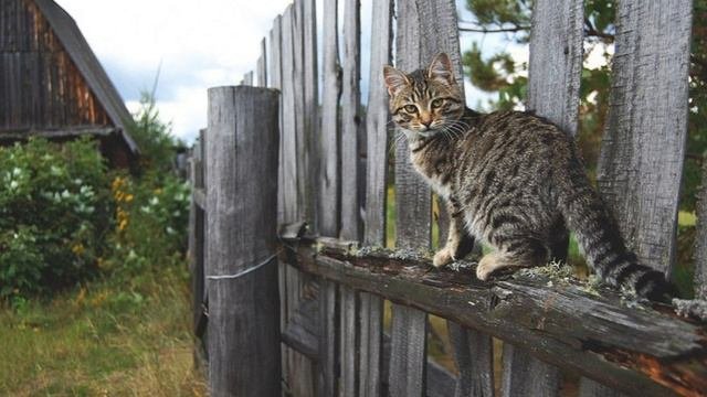 Праздничная. Гармонист виртуоз Сергей Привалов