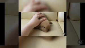 10 причин завести кролика