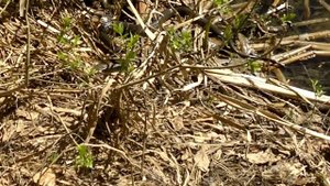 Змея напала на человека в лесу