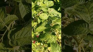 Опять собираю малину. Хочу сварить ещё варенье из малины .)))МАЛИНА РЕМОНТАНТНАЯ.