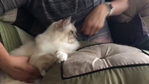 Ragdoll cat - Расчетска для кошки - Hertzko - самоочищающаяся расчестка для рэгдолла