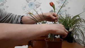 Зефирантес (Выскочка).Уход,размножение,пересадка в открытый грунт.Zephyranthes.Care,reproduction