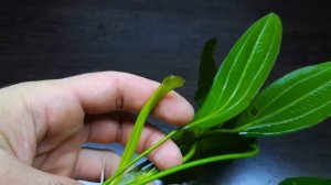 ЭХИНОДОРУС ОЗИРИС. Echinodorus osiris. СЕКРЕТЫ СОДЕРЖАНИЯ В АКВАРИУМЕ