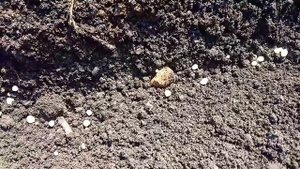 Сажаем лук и укроп на одной грядке 01.05.2020