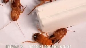 Тараканы, способы борьбы с ними