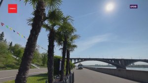 Пальмы и туи вернутся на улицы Красноярска