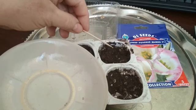 Выращивание эустомы из семян в домашних условиях.//Growing eustoma from seeds at home.//