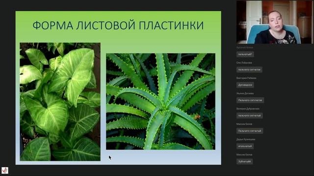 Лекция «Морфология и видоизменение листа»