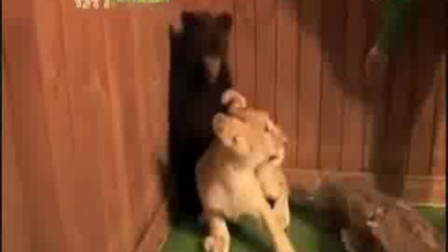 случай в зоопарке смотреть онлайн