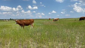 Колыбельные песни