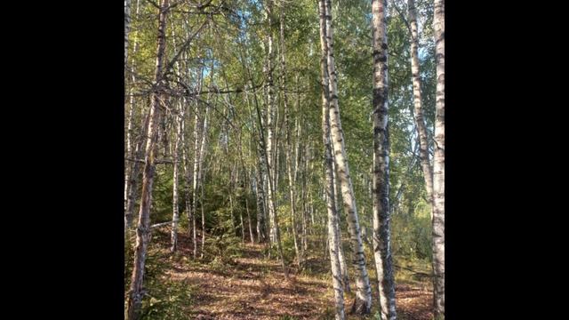 За деревней Балуево. Новгородская область. смотреть онлайн