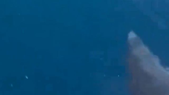 АЛАНЬЯ 1 ДЕКАБРЯ. ТУРЦИЯ 2023. смотреть онлайн