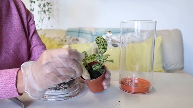 MACODES PETOLA “Jewel Orchid“ PLANT JOURNAL + TERRARIUM IN THE MAKING & CARE TIPS | Myra Murison смотреть онлайн