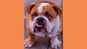 Хирургический инструмент. Зажим.