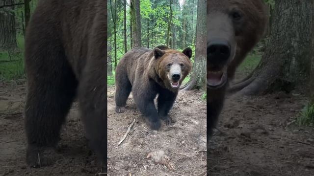 Медведь против человека