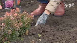 КАК ПРАВИЛЬНО ПОСАДИТЬ ПИОНЫ