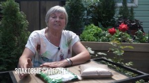 Всё о сидератах ✔️ Как выбрать сидераты ✔️ Для чего нужны сидераты