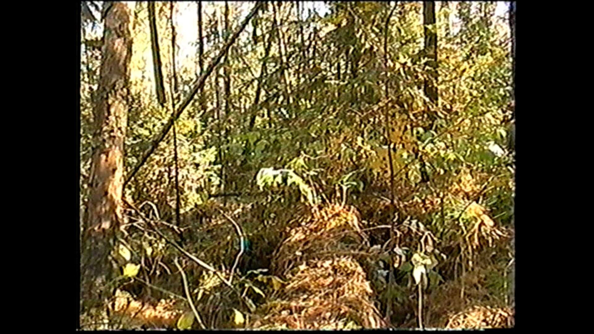 Осенний лес, Толя, Максим, Дима и лягушонок. Железногорск Красноярский край.