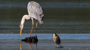 Цапля серая (Ardea cinerea) Grey Heron - Рыбалка для всех