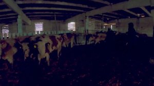 Приехали грузиться нетелями симментальской породы