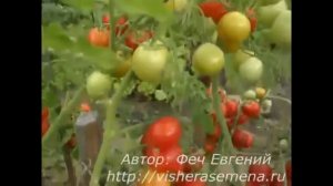 Сорт Мау фей и Милашка