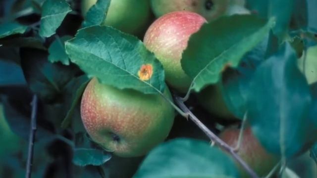Major Diseases of Apple and their management